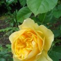 R_Graham Thomas' fleur DM10